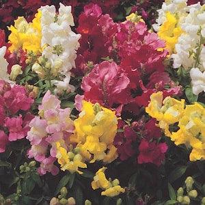 Mini snapdragon mix 200 seeds