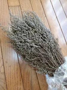 STOEBE Preserved / Dried Flowers Natural Silver / White  - 5 oz Bunch NEW!