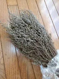 STOEBE Preserved / Dried Flowers Natural Silver / White  - 5 oz Bunch NEW!
