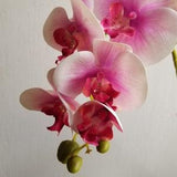Pink Center Jumbo Orchid