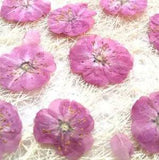 10pcs Cherry blossom Pressed Dried Flower Preserved Flowers materials for...