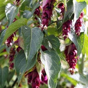 Himalayan Honeysuckle Vine False Nutmeg, Lydia Leycesteria Formosa 20 Seeds