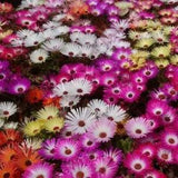 Ice Plant Mix Seeds - Livingstone Daisy - Cleretum Bellidiforme - B242