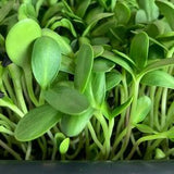 Organic Black Oil Sunflower Microgreens, 400 Seeds // Organic, Soil, Non GMO, helianthus annuus