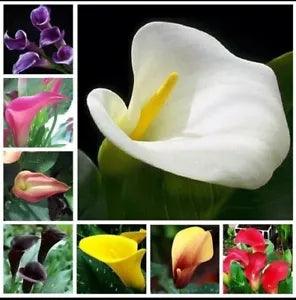 Calla Lily Flowers 50 PCS Seeds Zantedeschia Aethiopica Plants Bonsai. (#0335)