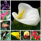 Calla Lily Flowers 50 PCS Seeds Zantedeschia Aethiopica Plants Bonsai. (#0335)