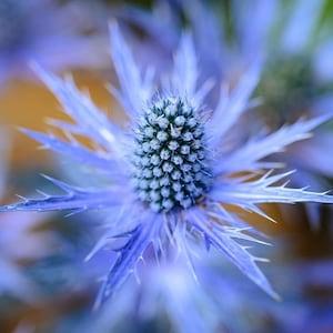 25  Blue Star Sea Holly Eryngium Planum seeds
