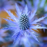 25  Blue Star Sea Holly Eryngium Planum seeds