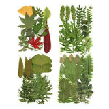 Natural Dried Pressed Flower Plant Leaf UV Resin Epoxy Specimen Making Craft DIY