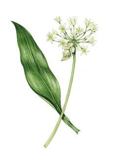 Wild garlic Allium ursinum Flower Delivery