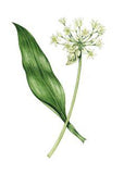 Wild garlic Allium ursinum Flower Delivery