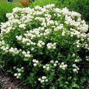 New Jersey Tea seeds 10 count