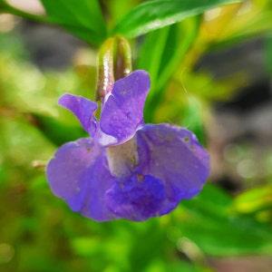 Monkey Flower  (square-stemmed) seeds