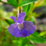 Monkey Flower  (square-stemmed) seeds