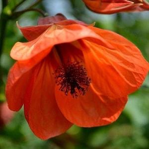 Large FLOWERING MAPLE Abutilon Striatum House Plant Large Unique Colorful Mallow! 10 Seeds