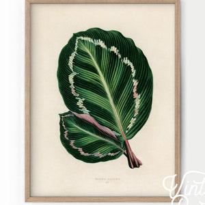 Plant Art Print, Botanical Print, Leaf Tropical Poster, Plant Decor, Leaves Print, Green Wall Art, Bedroom Decor, Vintage Nature Antique -62