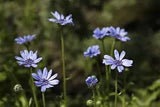 Felicia heterophylla Blue - Blues Blue Daisy seed