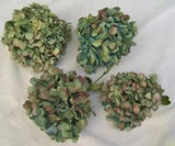 4 Blue Hydrangea Flowers, Natural Dry Colors from Our Indiana Homestead Gardens