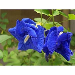 Clitoria ternatea blue double - Butterfly pea, blue fairy, blue queen Seeds