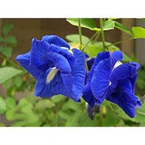 Clitoria ternatea blue double - Butterfly pea, blue fairy, blue queen Seeds