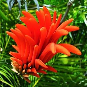 Tiger's Claw - Indian Coral Tree - Erythrina indica - Rare 'Plant' Seeds - Harjori, Orange-Green, Pangra, Vajradanti, Impatiens auricoma