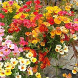 50 Seeds- Nemesia Mix Carnival  Flower Seeds-Nemesia Strumosa -pv419-Brilliantly Colored Annual