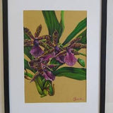 Zygopetalum maculatum - botanical drawing a4