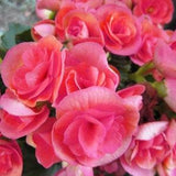 Begonia Nonstop Pink Flower Seeds - Houseplant or Garden - 7 Pelleted Seedso
