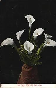 Vintage Postcard 1909 California Calla Lilies Stunning Wild Flower Charles Pub.