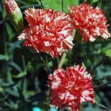 30+ Carnation Red and White Avranchnin Evergreen / Perennial Flower Seeds