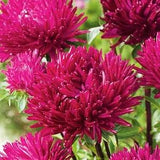 China Aster Flame Red Scarlet Flowers 1g - 200 NON GMO Seeds - Callistephus Chinensis
