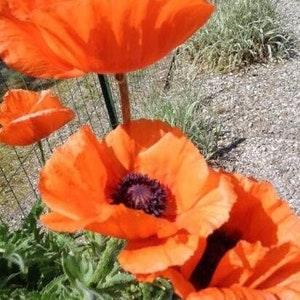 297 Giant Poppy Poppy Orange 50 Seeds Poppy Seeds Seeds Zaden