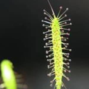 LINEAR LEAFED SUNDEW Drosera linearis Carnivorous 10 Seeds