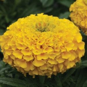Yellow African Giant Marigold SEEDS Cut Flowers Bouquet Aztec Tagates erecta Crackerjack Companion plant Dizzy Bees Urban Garden