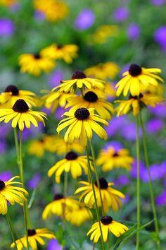 How to Grow Black-Eyed Susan Flowers (Rudbeckia Hirta) Flower Delivery