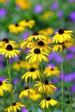 How to Grow Black-Eyed Susan Flowers (Rudbeckia Hirta) Flower Delivery