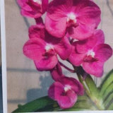 Orchid Vanda Mahakapong x Peggy Foo Tropical Hanging Plants