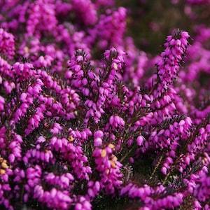 Hardy SCOTCH HEATHER Calluna Vulgaris, 20 Seeds