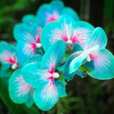 Teal Blue Orchids Beautiful 200 Seeds & Easy to Grow Garden, Planting, Herliom, summer, plant, flower
