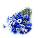 50 seeds organic Annual Centaurea cyanus ,Cornflower Seeds -  Blue