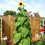 BULK | 200 GIGANTEUS SUNFLOWER Seeds  |  Tall, Gigantic Bloom Size  |  12 feet Tall  |  High Germination | Fresh, Organic Seed