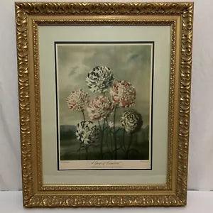 Botanical A Group of Carnations 1803 Dr Robert J Thornton London Publish Framed