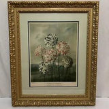 Botanical A Group of Carnations 1803 Dr Robert J Thornton London Publish Framed
