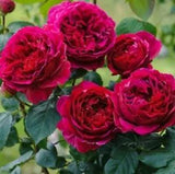 "Heathcliff" Dark Red Peony Flower Seeds Rare Cupped Double Peony Fragrant Plant