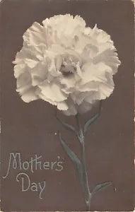 Old Mother's Day Postcard of Lovely White Carnation-Invitation on Back-Form B