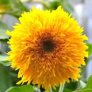 Teddy Bear Sunflower Seeds, High Quality, non-GMO, Untreated, New