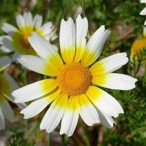 Chrysanthemum Flower Seeds,"COOL BEANS N sprouts" Brand. Home Gardening.