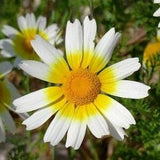 Chrysanthemum Flower Seeds,"COOL BEANS N sprouts" Brand. Home Gardening.