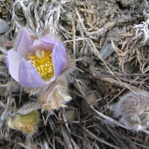 Prairie Crocus Seeds Canada, Anemone Patens, Mayflower, Pasque Flower,  Blue Tulip Gosling, April Fool Flower, Purple Wild Wind Flower +Gift