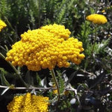 Yellow Yarrow Seeds, Fernleaf Yarrow Seeds (Achillea filipendulina) - Perennial Flower - 1000+ Seeds